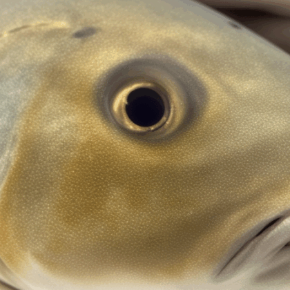 Forvaltningen av fisken i Barentshavet ofres i krigen mot Russland