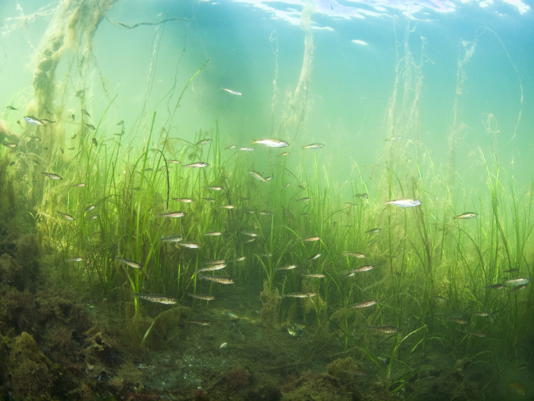Zostera Torsk P8253872